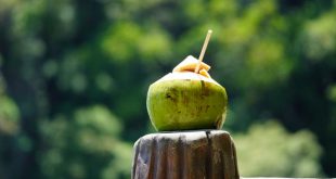 Buah kelapa dan manfaat air kelapa serta pengaruh air kelapa dan ginjal bagi tubuh