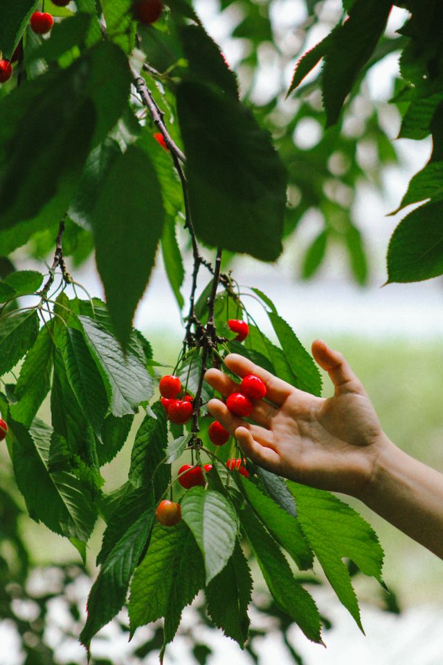 buah ceri untuk asam urat