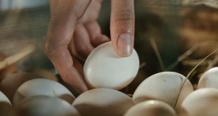telur dan asam urat