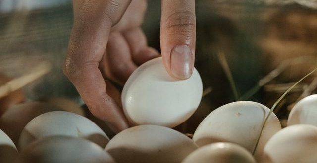 telur dan asam urat