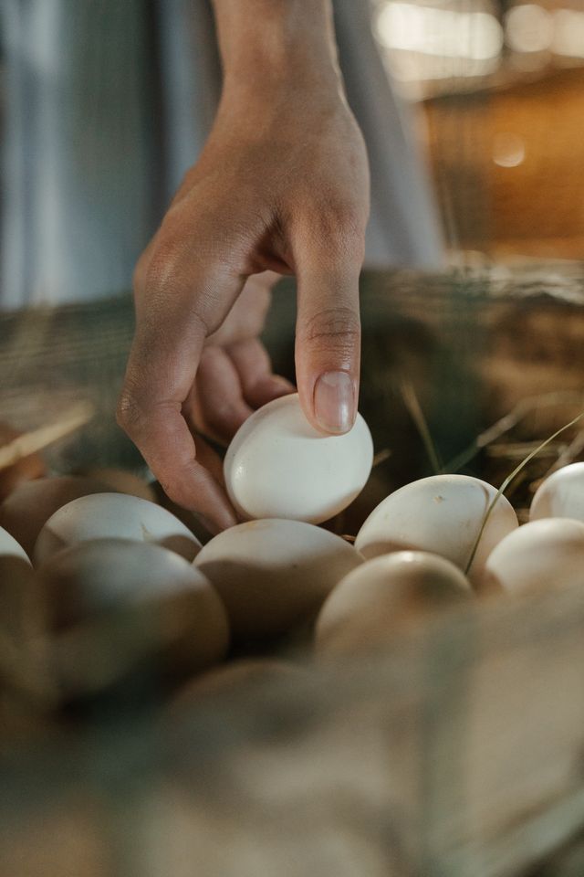 konsumsi telur dan asam urat