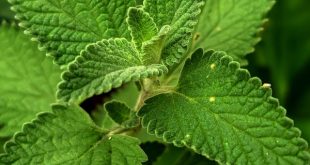 obat asam urat alami ampuh