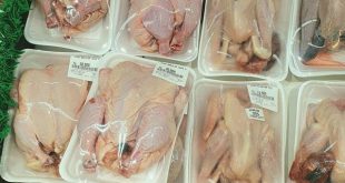 daging ayam dan asam urat
