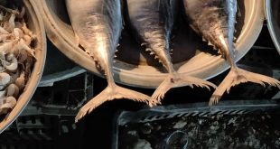 ikan dan makanan laut asam urat
