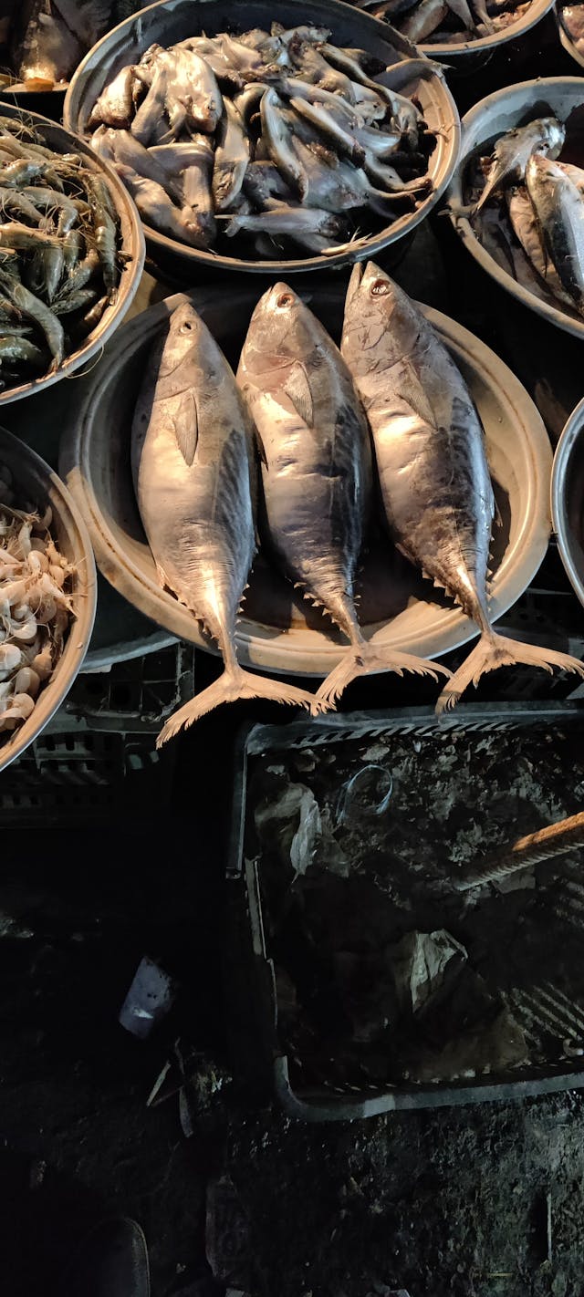 manfaat ikan dan minyak ikan untuk jantung