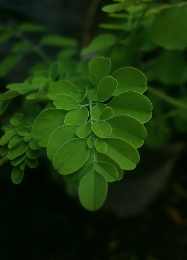 daun kelor untuk asam urat