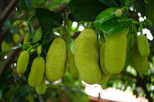 buah Nangka durian dan asam urat