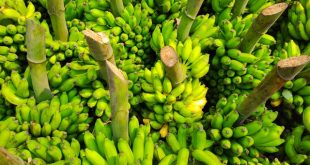 Buah pisang dan penjelasan kandungannya serta pengaruh pisang dan ginjal pada kondisi sehat maupun sakit