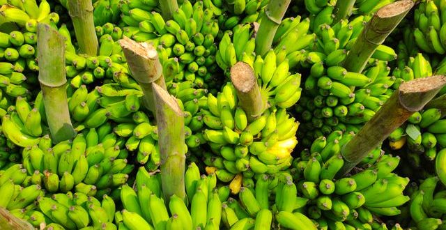 buah pisang