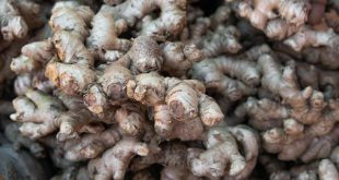 Rimpang jahe dan cara pengolahannya serta manfaat jahe dan asam lambung