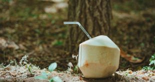 Buah kelapa muda dan kandungan nutrisinya serta pengaruh air kelapa muda dan ginjal