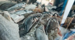 kandungan kolesterol pada makanan laut dan mana yang aman dikonsumsi