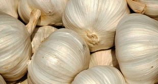 khasiat bawang putih yang menghambat pembentukan lemak di hati dan melancarkan aliran darah