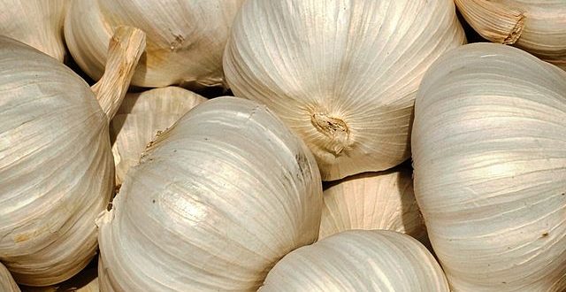 khasiat bawang putih yang menghambat pembentukan lemak di hati dan melancarkan aliran darah